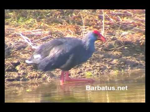 Calamón común ( porphyrio porphyrio )