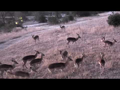 Djuma: Impala herd - 06:12 - 07/07/18
