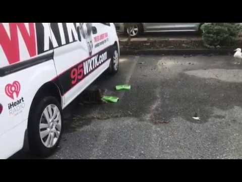 Feeding Feral Cat & Seagull