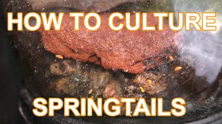 How to culture Orange springtails