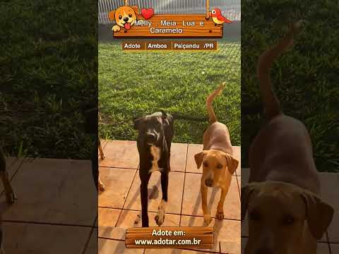 Vídeo de Melly, Meia Lua e Caramelo