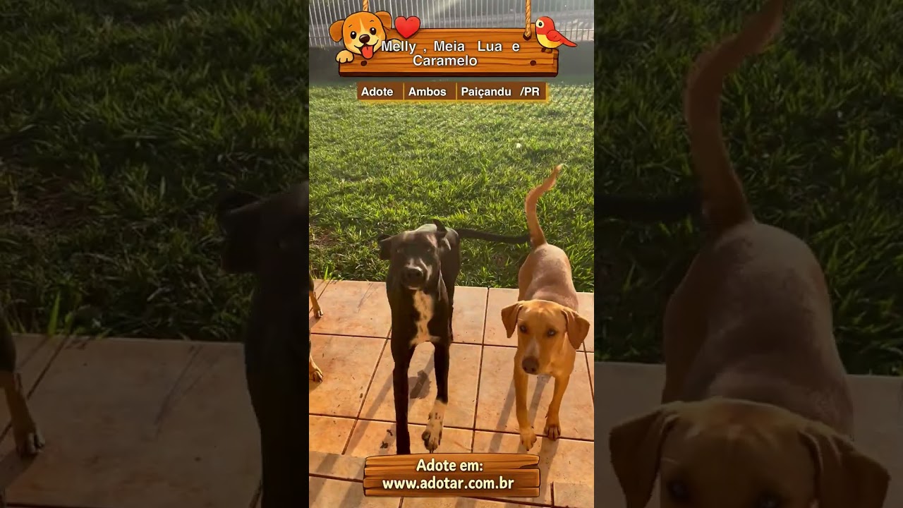 Cachorro raça SRD-ViraLata idade Abaixo de 2 meses nome Melly, Meia Lua e Caramelo