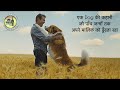 A Dog’s Purpose Movie Hindi Explanation