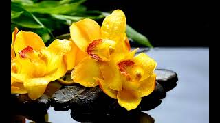 Download lagu Spring Waltz (Mariage d'Amour) - Chopin - 10 Hours Extended Version mp3 Download lagu Spring Waltz (Mariage d'Amour) - Chopin - 10 Hours Extended Version mp3