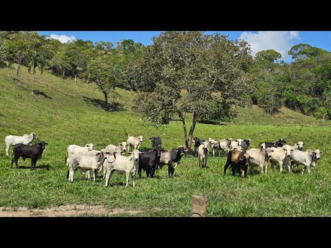 FAZENDA PRONTA A VENDA EM ITAMBACURI-MG 70.8 ALQUEIRES 90 MIL REAIS POR ALQUEIRE 