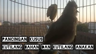 Download lagu Suara Pancingan Kutilang Bahan Ombyokan Di Jamin Langsung Nyaut Gacor mp3