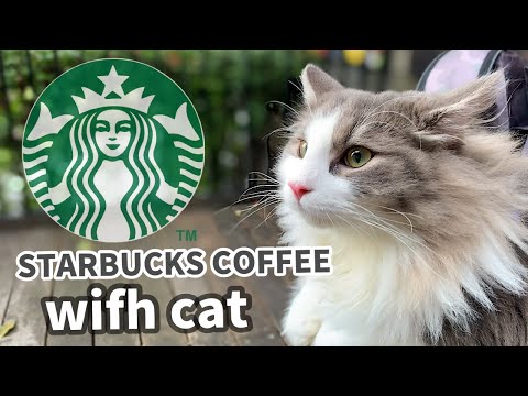 I went to Starbucks Coffee with my cat. [Norwegian Forest Cat]
