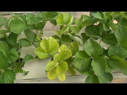 Gardening Tips - Why Are Plants Turning Yellow?