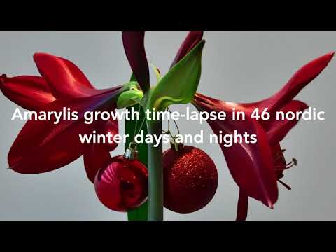 Amaryllis growth time-lapse in 46 days and nights