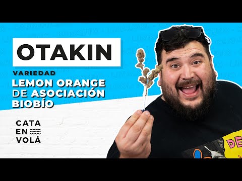 CATA EN VOLÁ FT OTAKIN PROBANDO LA VARIEDAD LEMON ORANGE