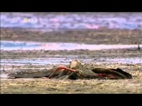 download lagu mp3 mp4 Greater Flamingo Migration Route, download lagu Greater Flamingo Migration Route gratis, unduh video klip Greater Flamingo Migration Route