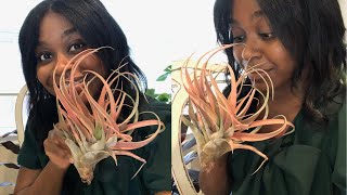 How to Water AIR PLANTS | Tillandsia