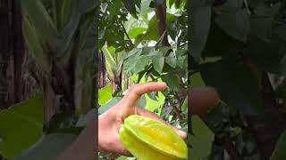 🇩🇲 Star Fruit Tree and Tropical Fruit Farm in Dominica Caribbean #shorts
