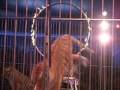 Universoul Circus