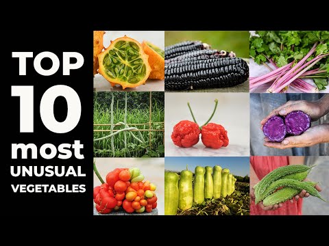 download lagu mp3 mp4 Unusual Vegetables To Grow Australia, download lagu Unusual Vegetables To Grow Australia gratis, unduh video klip Unusual Vegetables To Grow Australia