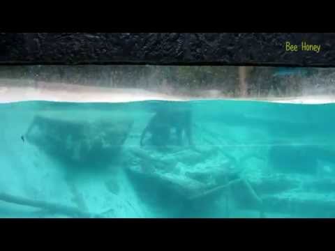 100 секунд_26-Тигр плавает Tiger swims