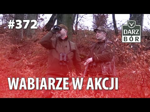 Darz Bór odc 372 - Wabiarze w Akcji