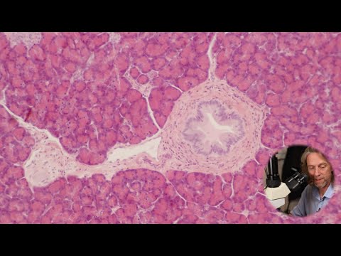 Histology of the pancreas