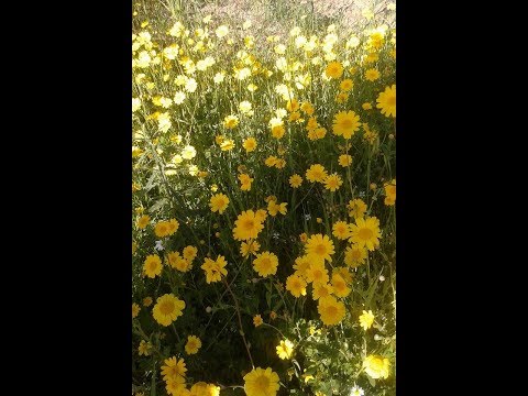 Senza te  Eric Chardin  cover Brunexpo