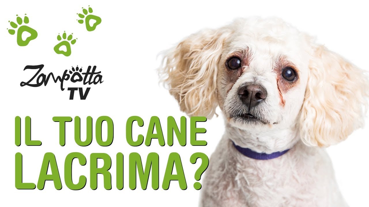 Anche i Cani lacrimano Rimedi per la lacrimazione nei cani