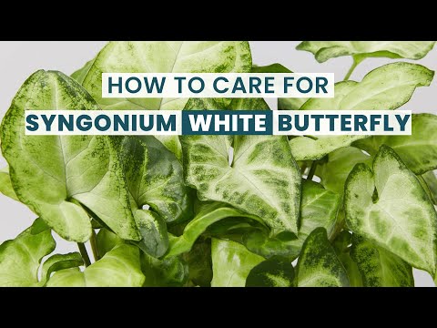 BEST TIPS | HOW TO CARE SYNGONIUM WHITE BUTTERFLY | WHITE BUTTERFLY ARROWHEAD CARE GUIDE