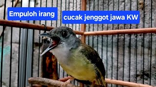 Download lagu Kicauan Burung Masteran Empuloh irang pengganti cucak jenggot jawa full mbeset mp3