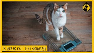 Is My Cat Too Skinny? How To Tell If Your Cat Is Underweight