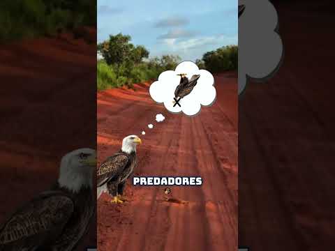 LAGARTO DA LÍNGUA AZUL😱🦎