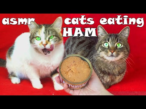 Cats eating canned HAM asmr