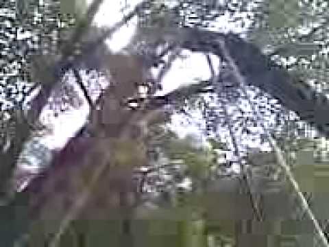 perro subiendo a la resbaladilla