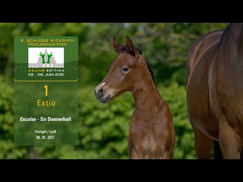 5. Schloss Wickrath Fohlenauktion Online Lot 1 Estío Hengst v. Escolar - Sir Donnerhall