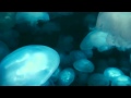 Light Today - Eddie Vedder (Oceans - Disney ...
