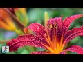 Beautiful Flowers Planet Earth Amazing Nature Scenery The Best Relax Music 3 HOURS