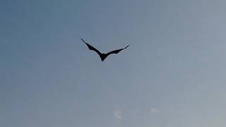 The Indian flying fox - Fruit bats of the Maldives