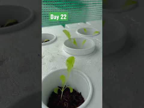 DAY 22: #short #shorts  #hydroponics  #hydroponic  #farming #shortvideo