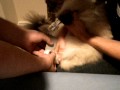 Tape On The Kitty Part 1