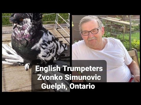 Master Breeder of English Trumpeter Pigeons