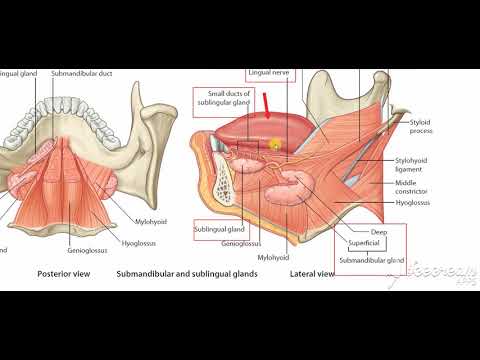 Submandibular duct 2