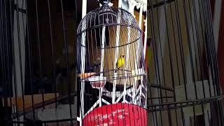 Download lagu Burung pleci gacor mewah istimewa full tembak ngebren kualitas mental juara #plecigacor #pleci mp3 Download lagu Burung pleci gacor mewah istimewa full tembak ngebren kualitas mental juara #plecigacor #pleci mp3