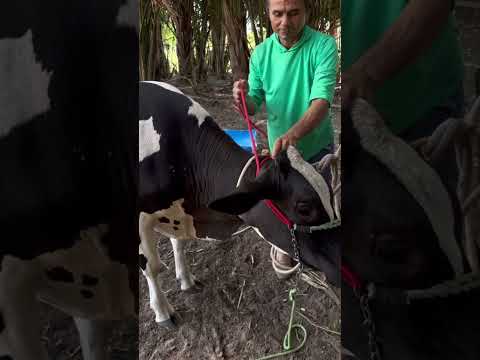 Colocando a cabeçadanabezzerra