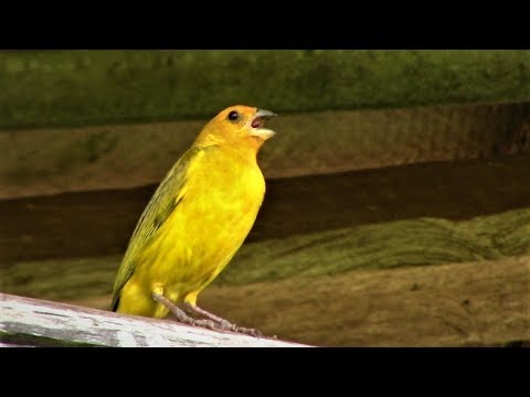 Canarinho Cantador - Teixeirinha