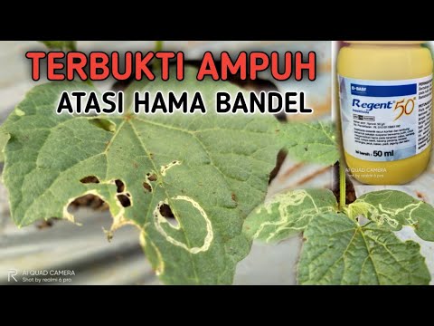 , title : 'mengatasi hama ulat kutu kebul  pada tanaman mentimun dll'