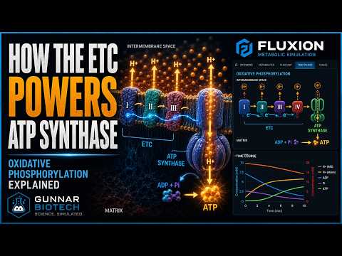 Electron transport chain and ATP synthase video thumbnail