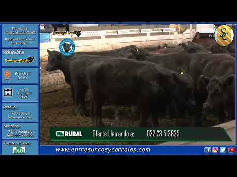 03-06-21 - Remate de Jáuregui Lorda Haciendas - Brandsen, Bs.As.