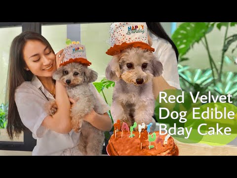 Red Velvet Birthday Cake for Dogs! • Bianca Havika