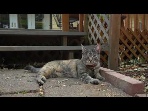 Go Zero Tour 2021: Mark Farrell - YouTube