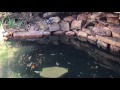 New Baby Koi Family
