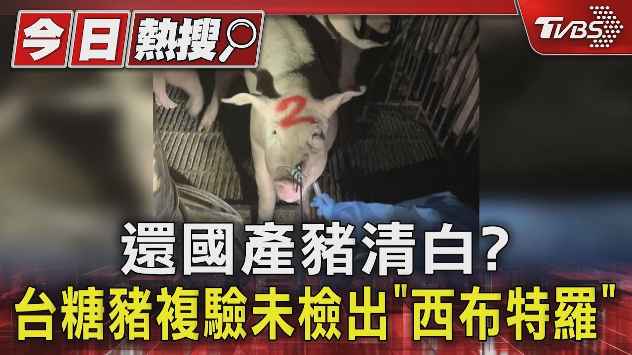 還國產豬清白？　台糖豬複驗未檢出「西布特羅」