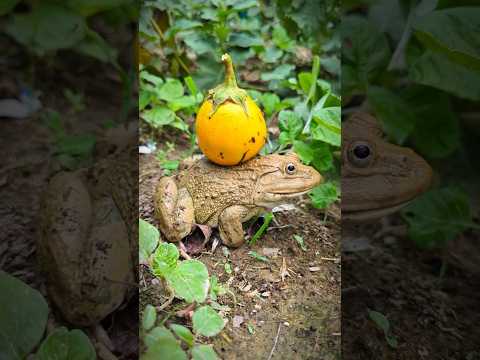 laughter of frogs when surprise catching | catch body frog so funny boing boing
