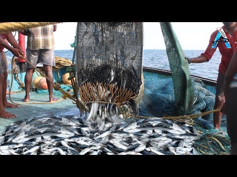 Big Catch Fishing in The Deep Sea With Big Boat